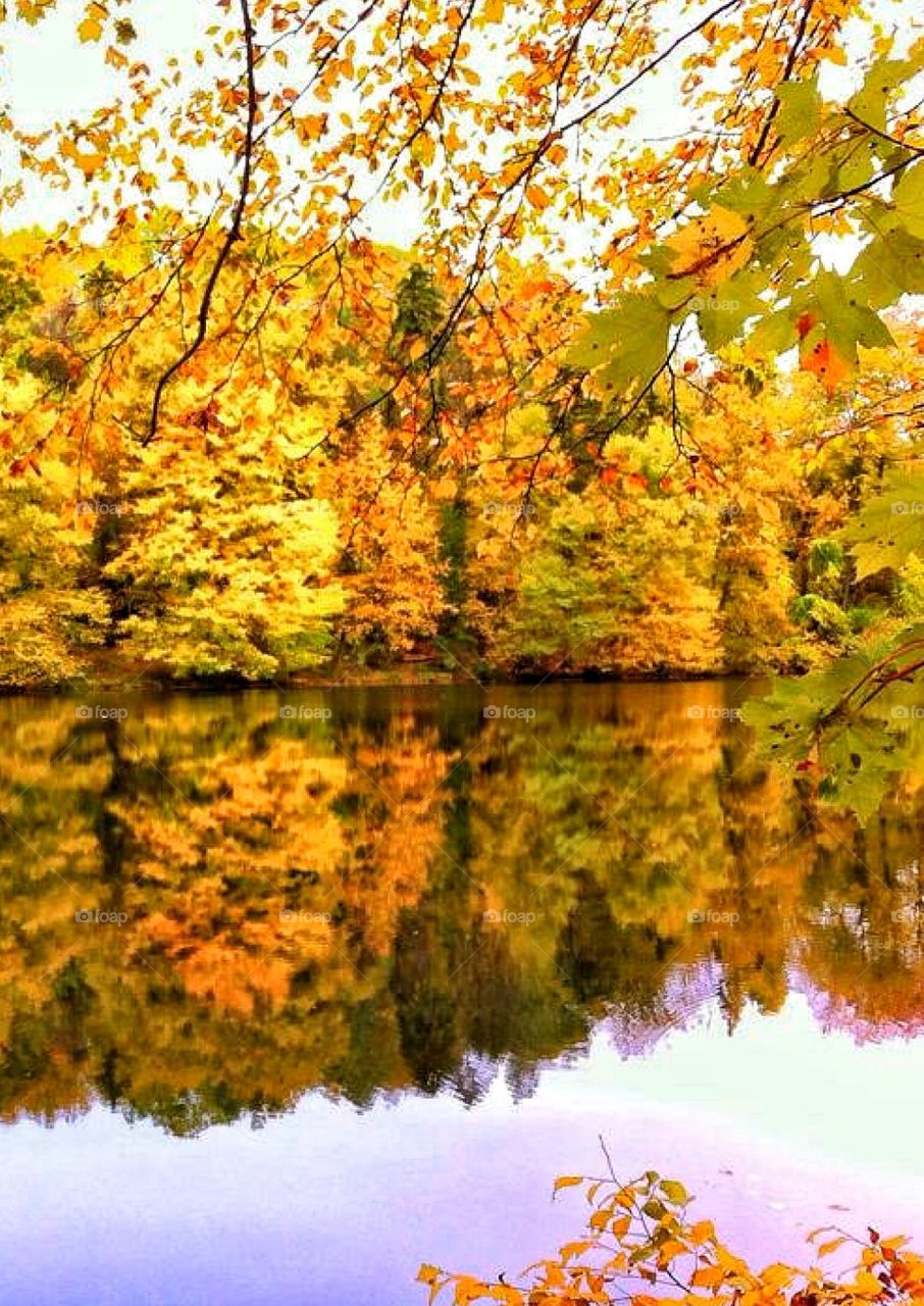 Woodland reflection 