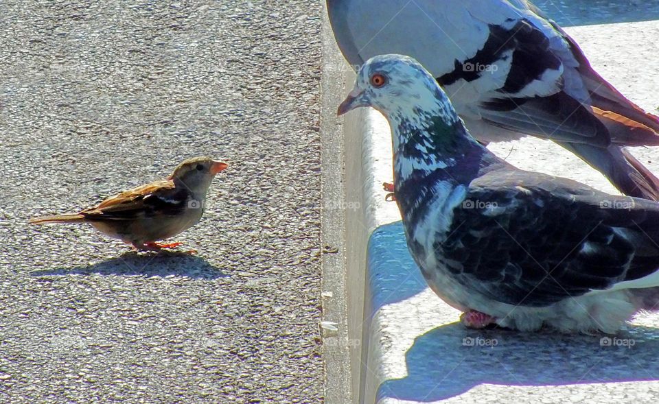 Sparrow with pigeon