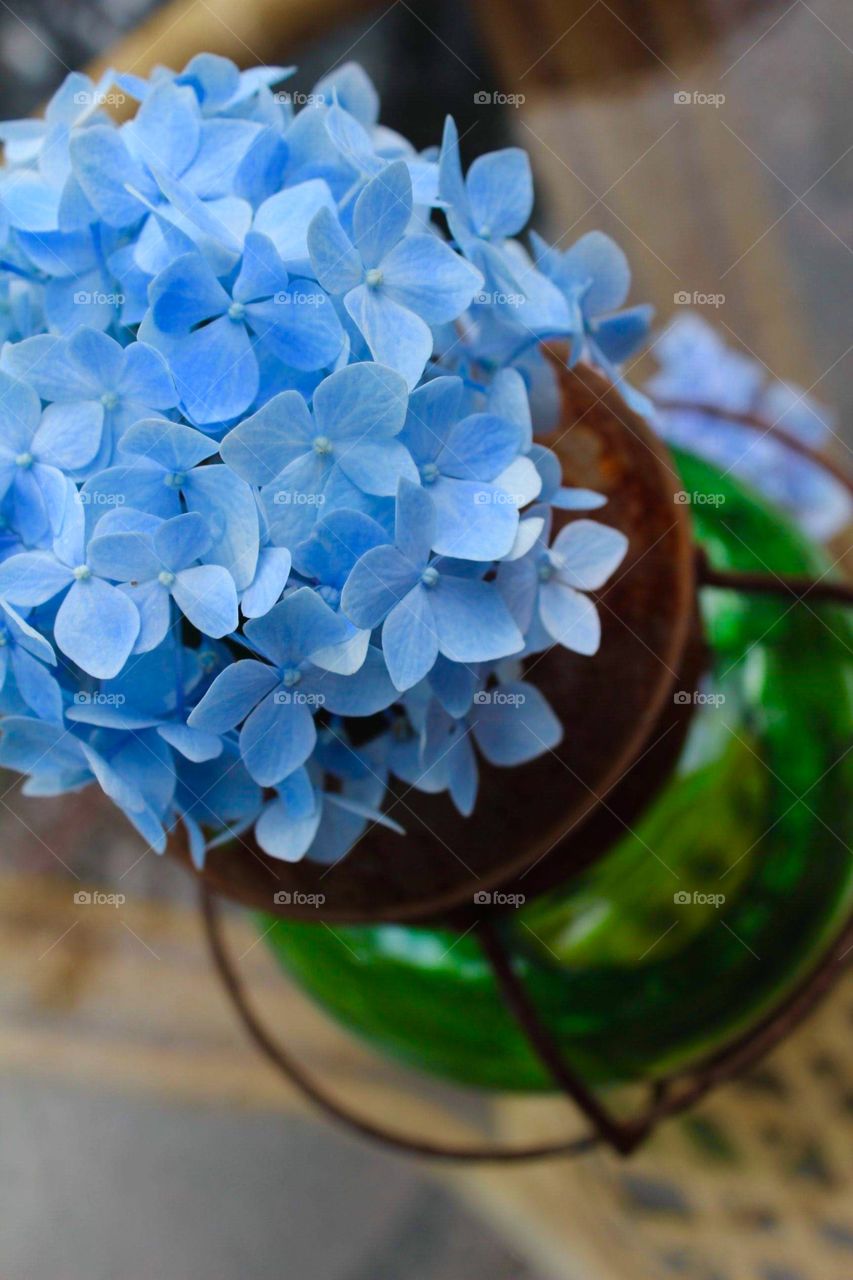 Hydrangeas in an antique lamp