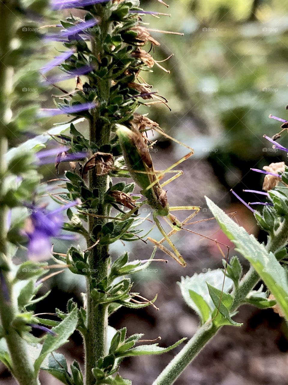 Grasshopper on flower spike