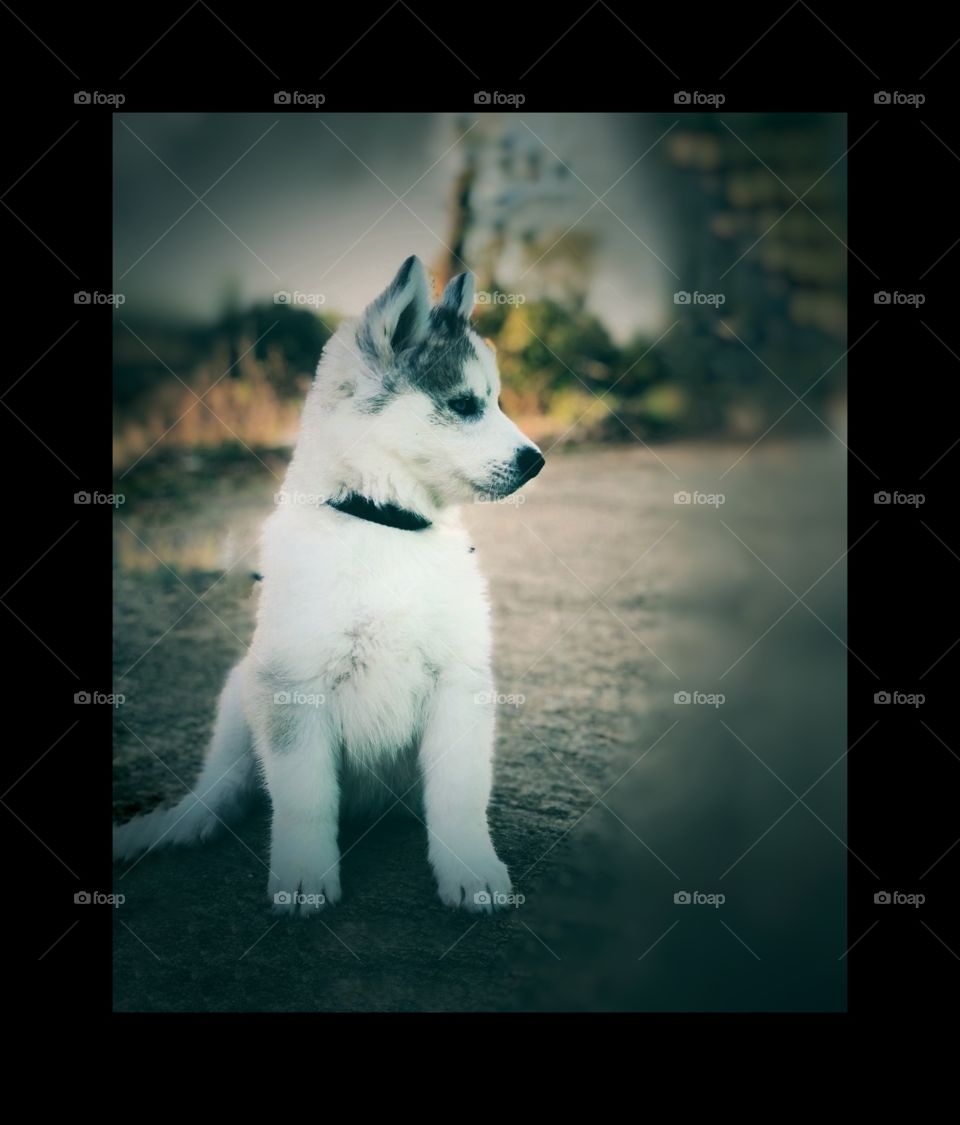 In this photo I captured a cute puppy (dog)