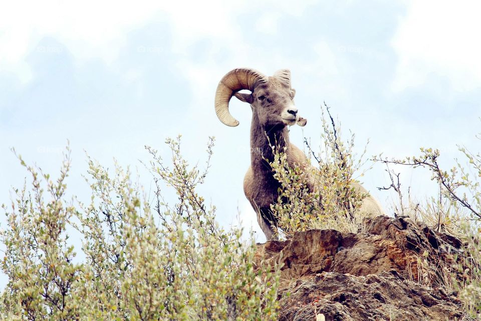 Bighorn sheep. Photos of a big horn sheep out on a ridge