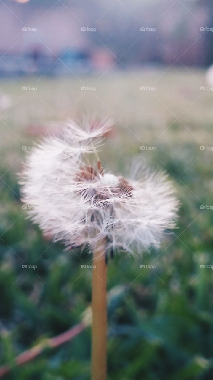 DANDELION