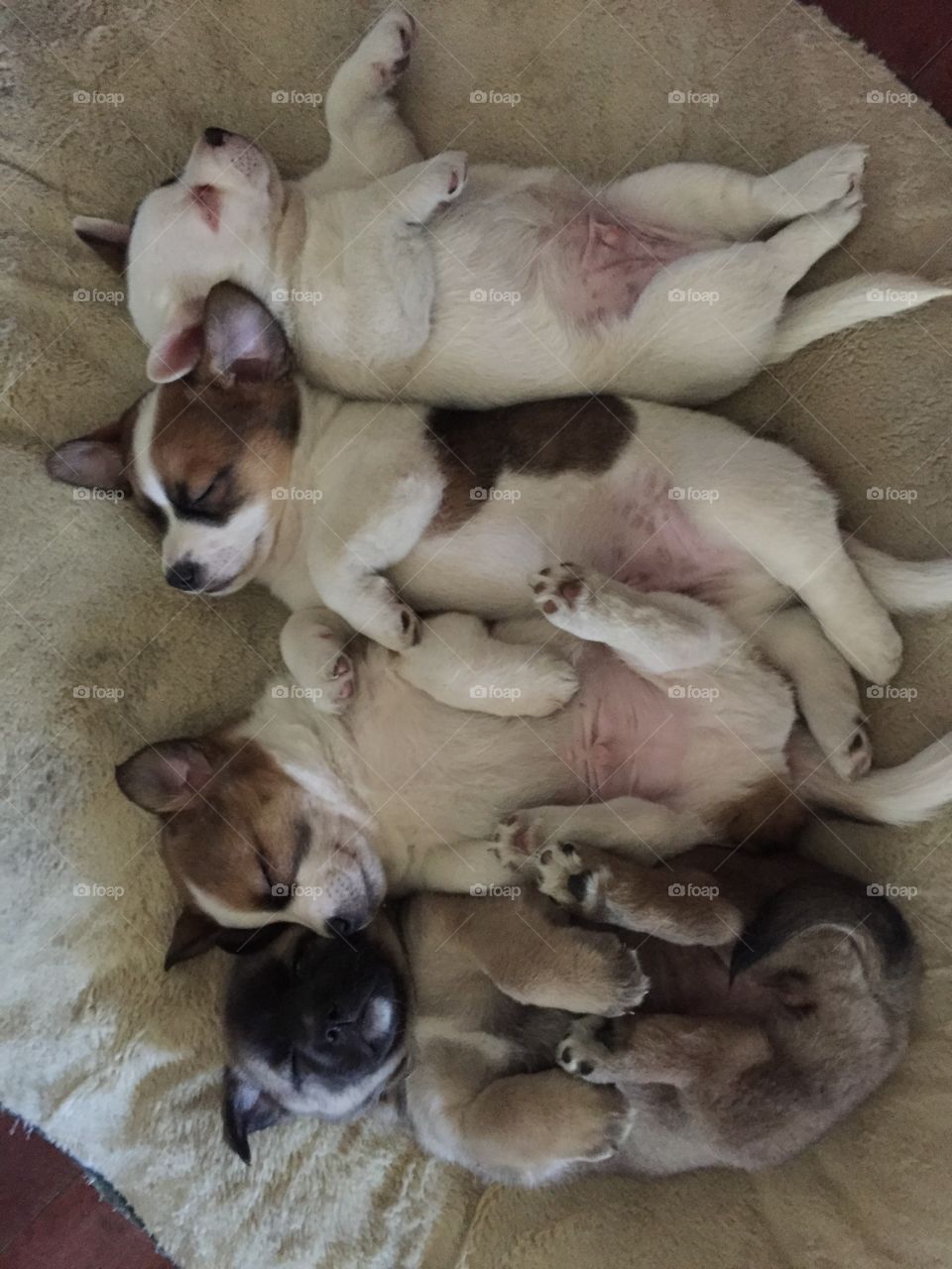 4 plump lazy puppies 
