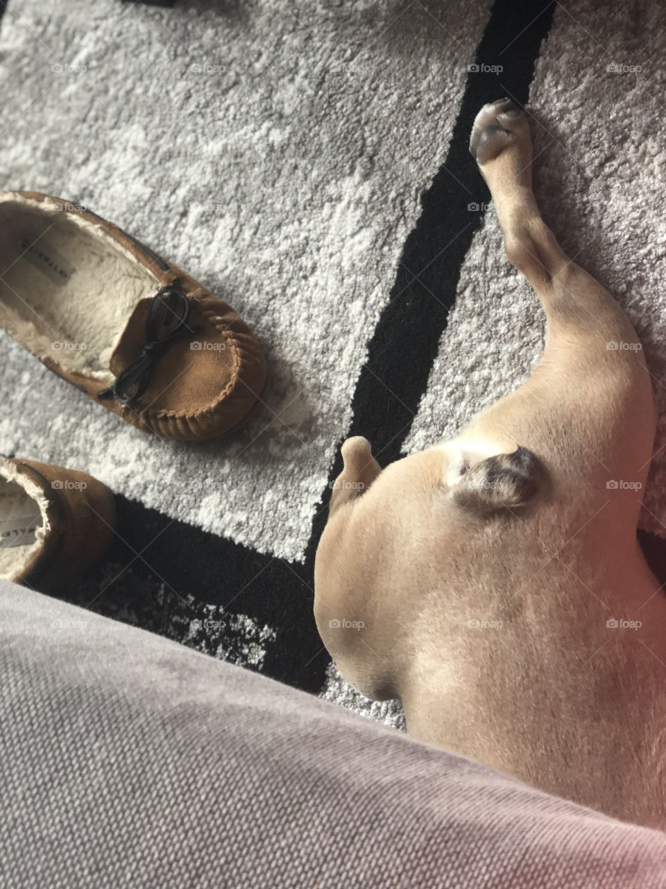 My cute French bulldog crawling under my sofa with my comfy shoes in the corner