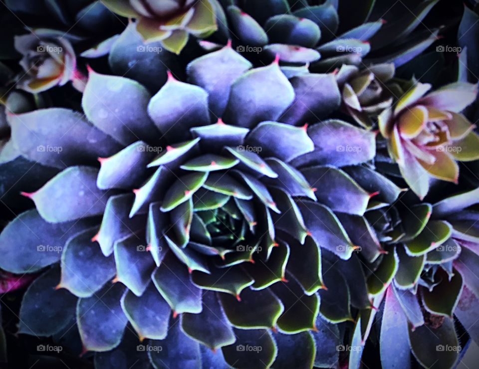 Cool hens and chicks