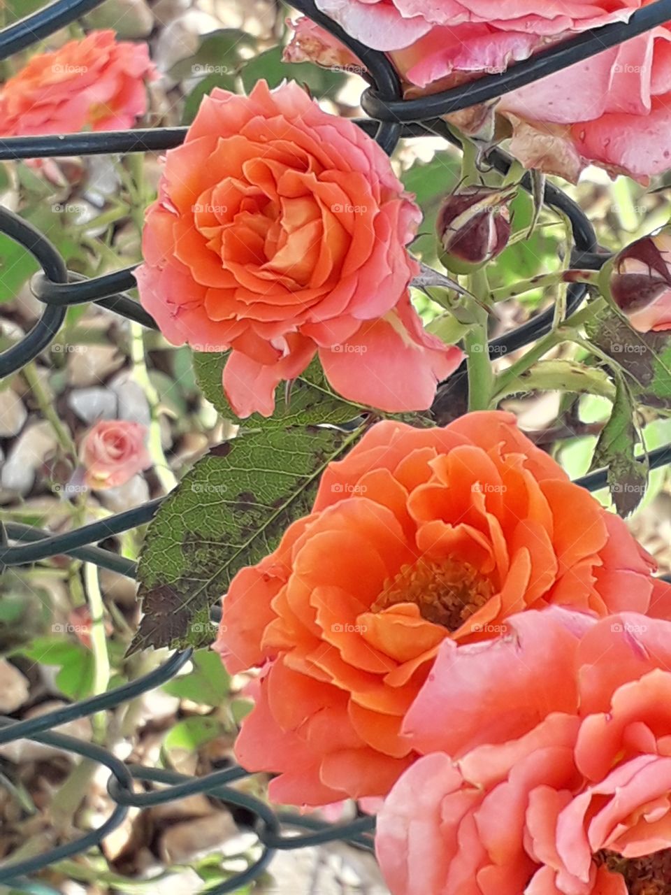 orange roses