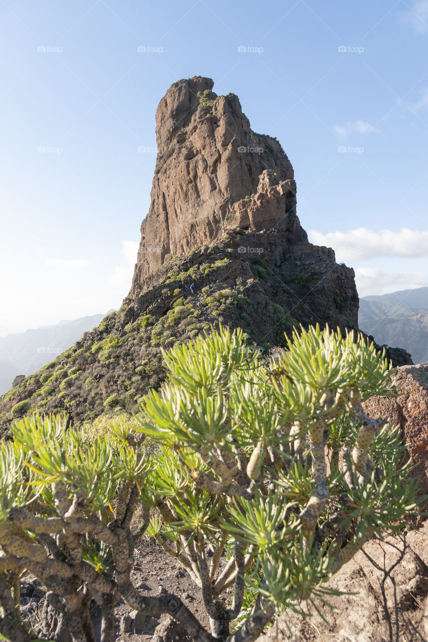 Nature in Gran Canaria, Canary Islands, Spain 