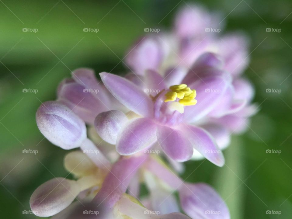 Macro flowers close up