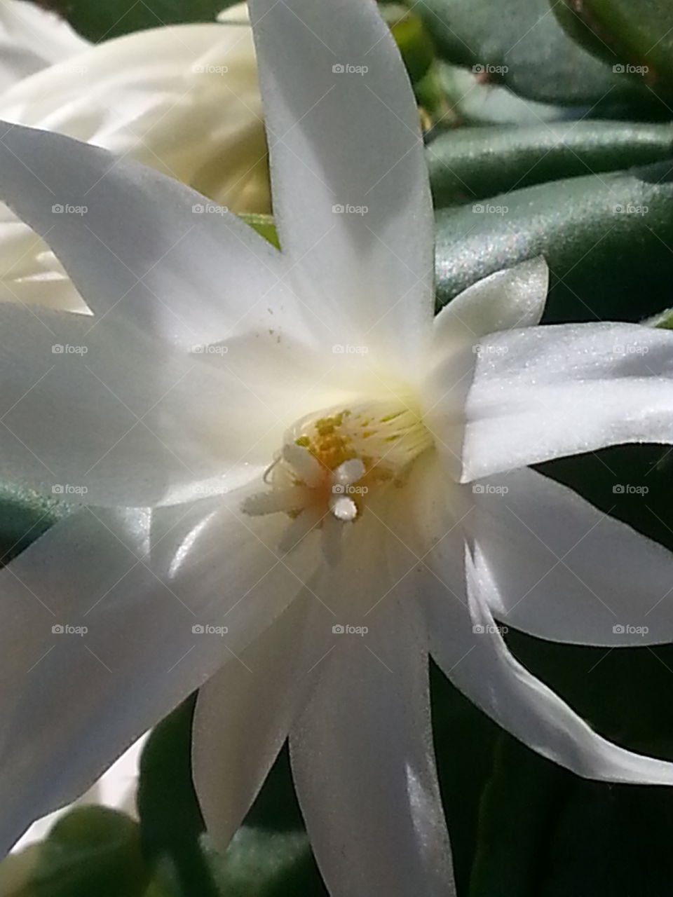 Easter Cactus. My lovely flower !