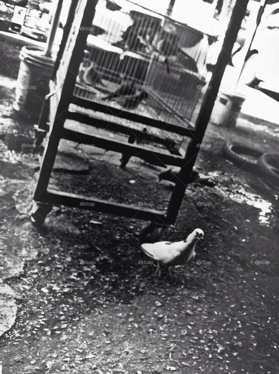 Between freedom and caged