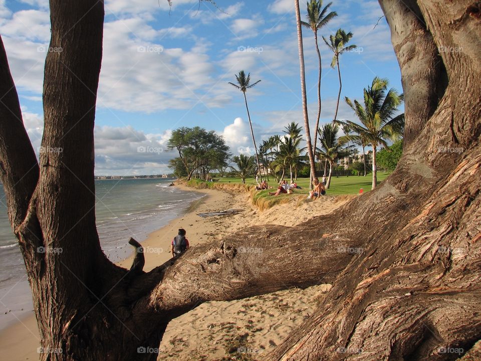 Hawaii Beach Scene With Tree
