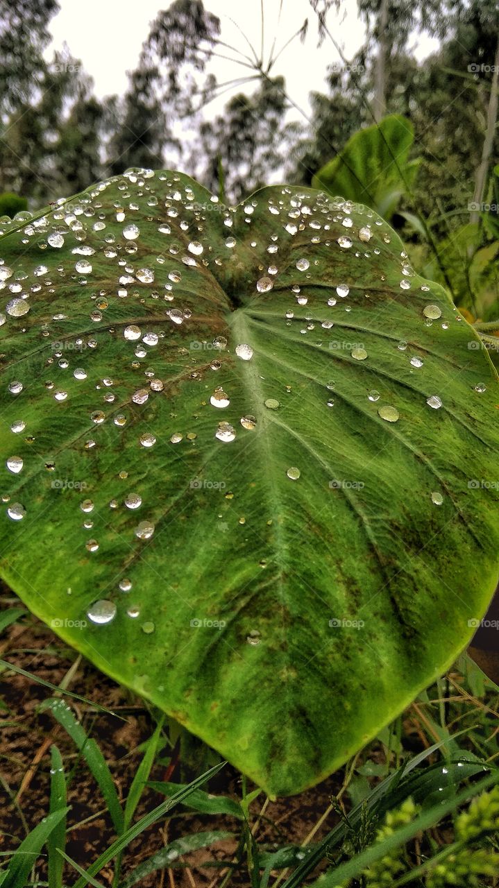 dewdrops