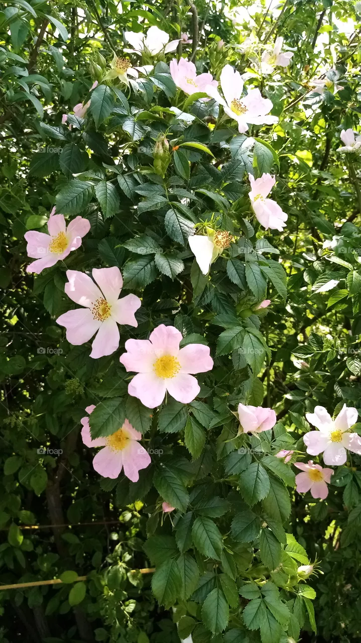 Blumen