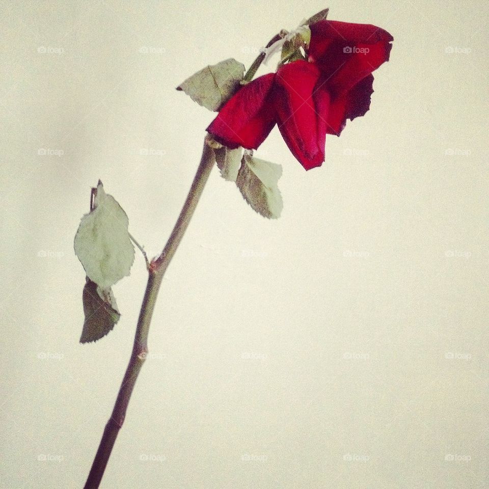 Red Rose