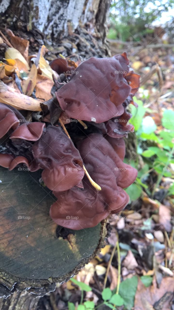 fungus