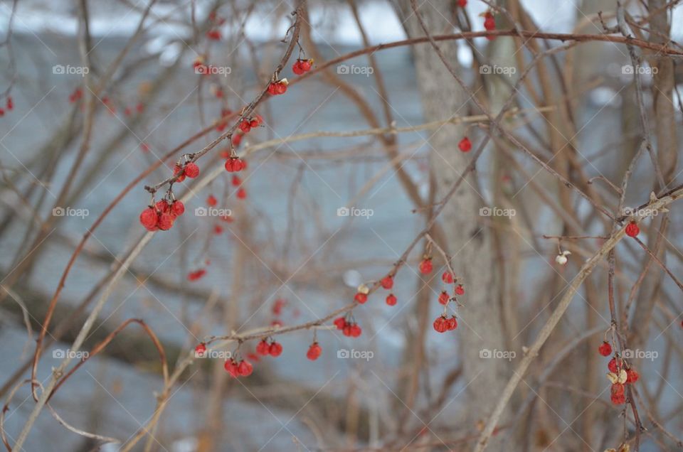 Winter berries