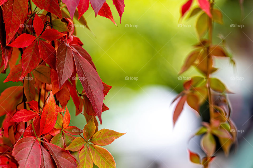 red leaves on blurred background