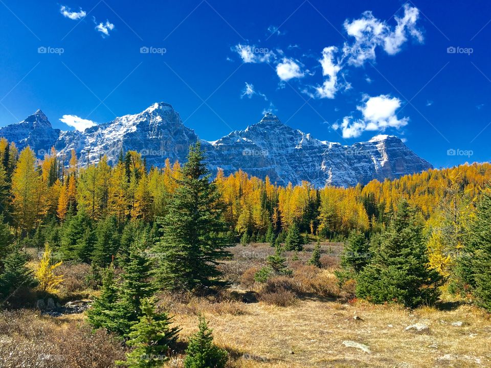 View of autumn trees in forest during winter