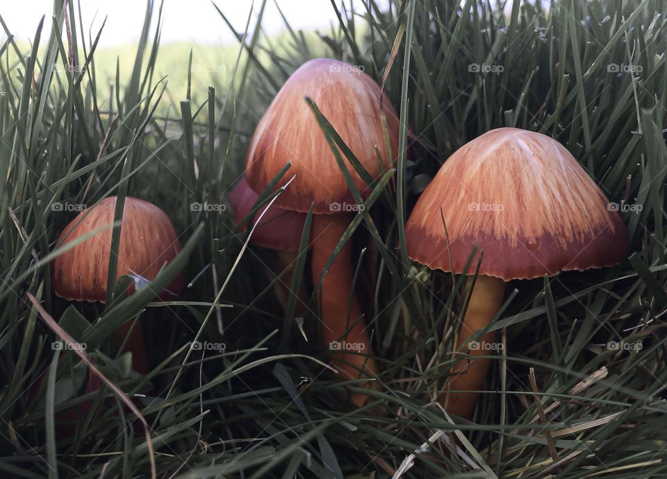 Bright orangey-red waxgill mushrooms growing out of the long green grass