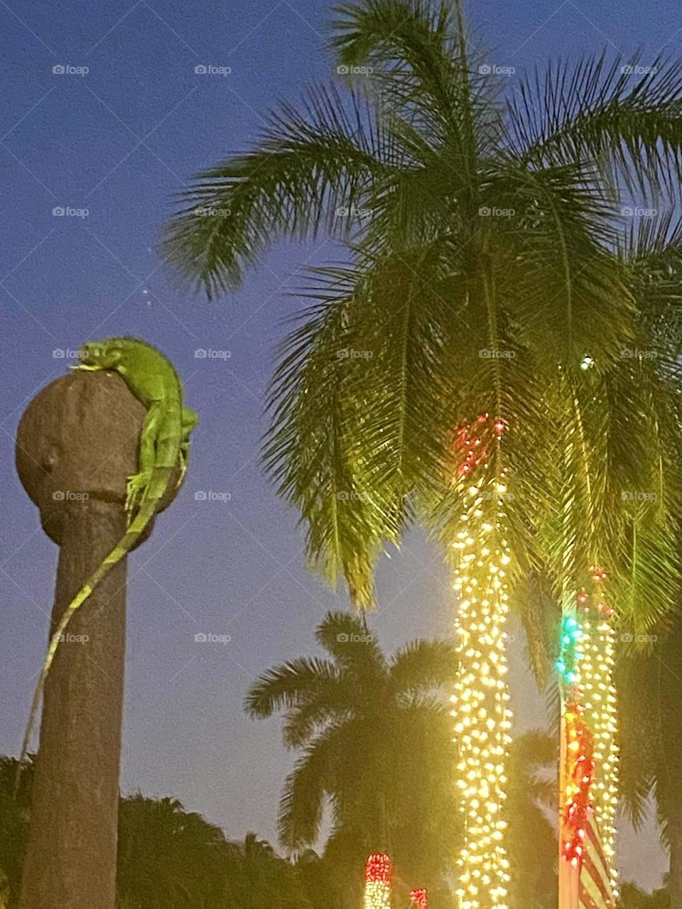 A large green iguana is perched on a globe top of a street pole. The palm trees have white Christmas lights wrapped around them. 