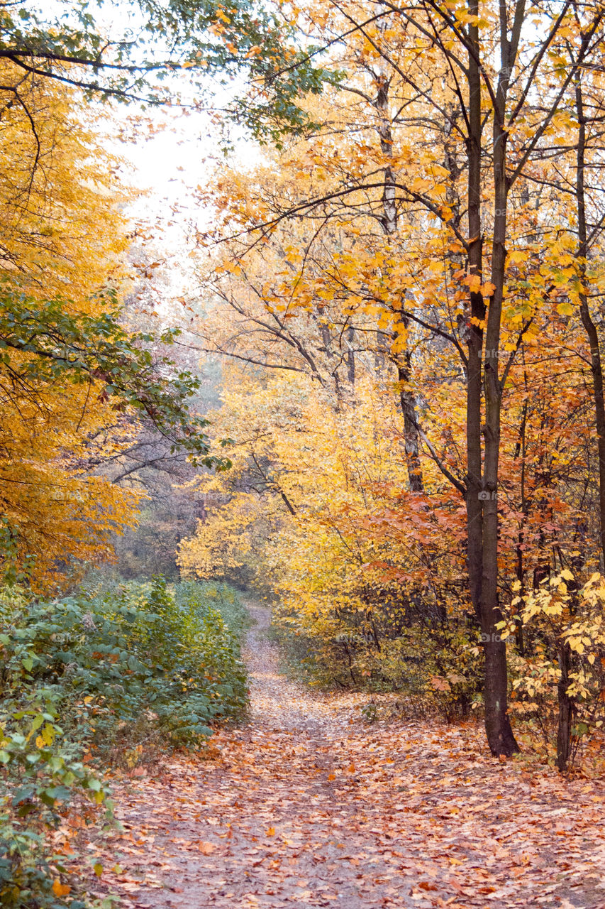 Autumn forest 