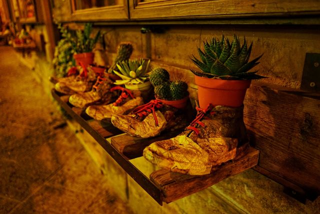 Shoes and cactus