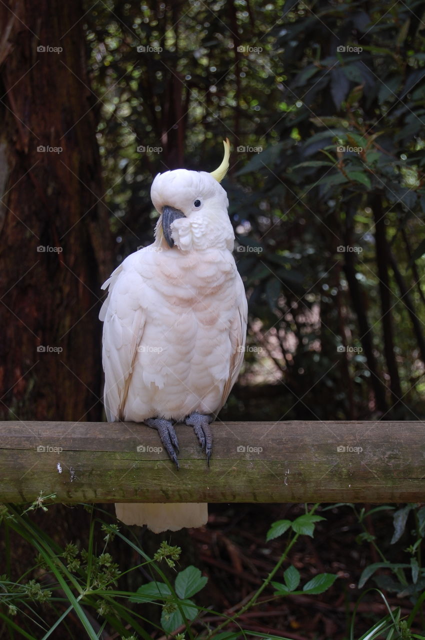 Cockatoo