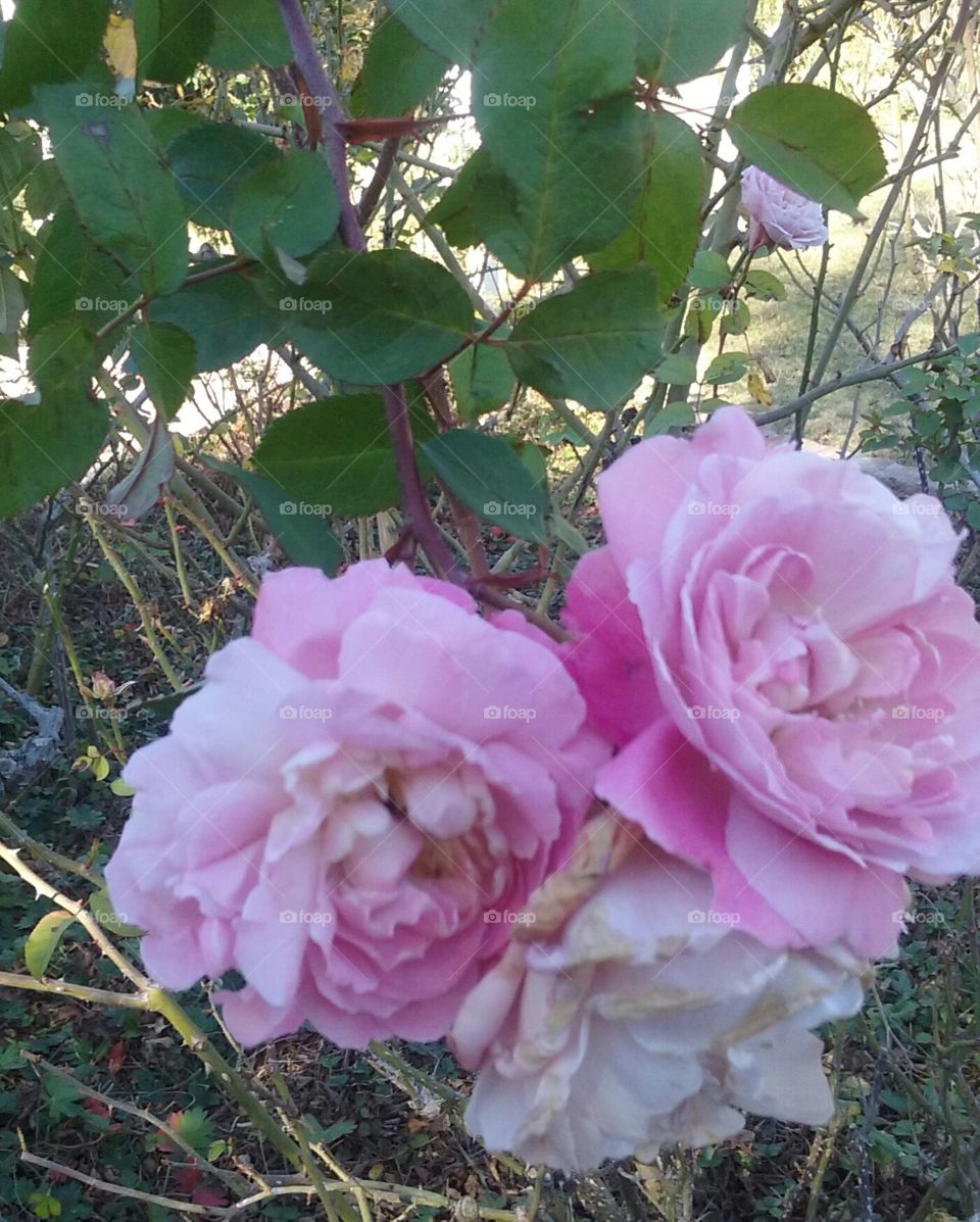 Paired up, pretty pink roses show off petals.