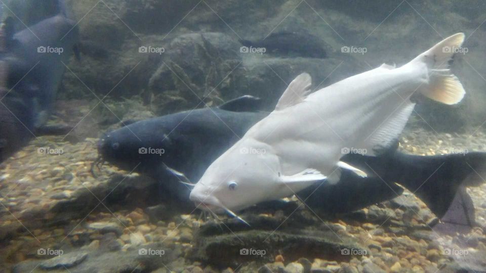 White Catfish