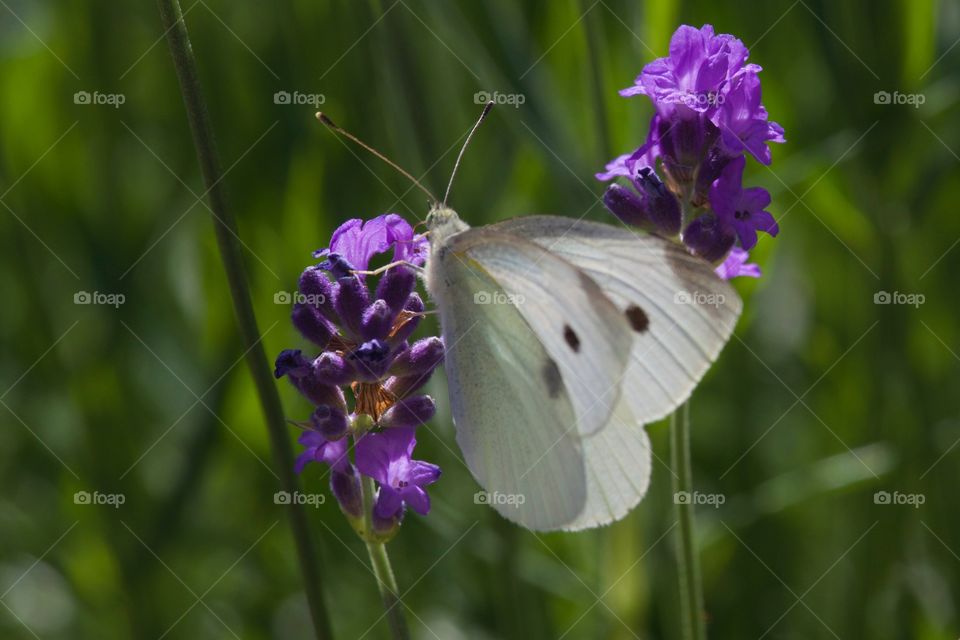 Close-up of butterfly on flower