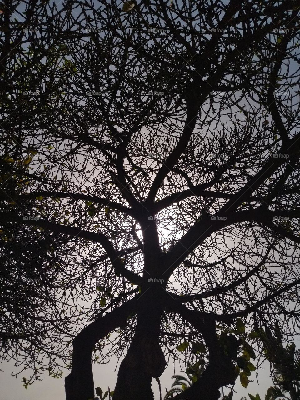 tree and branch