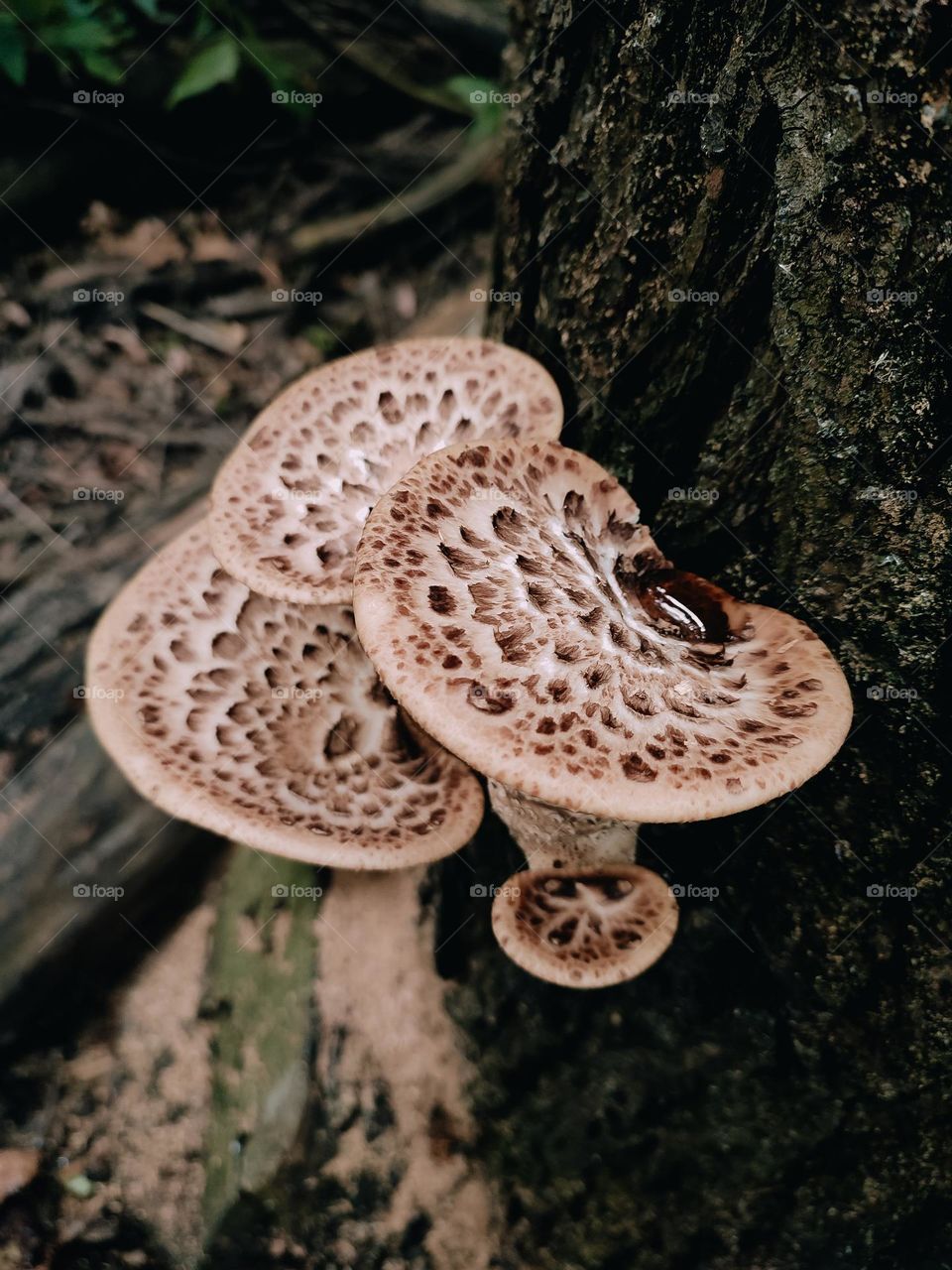 Wild mushrooms Dryad’s saddle, Pheasant’s back mushroom, scaly polypore, Polyporus squamosus, Cerioporus squamosus on the tree trunk. Guttation process