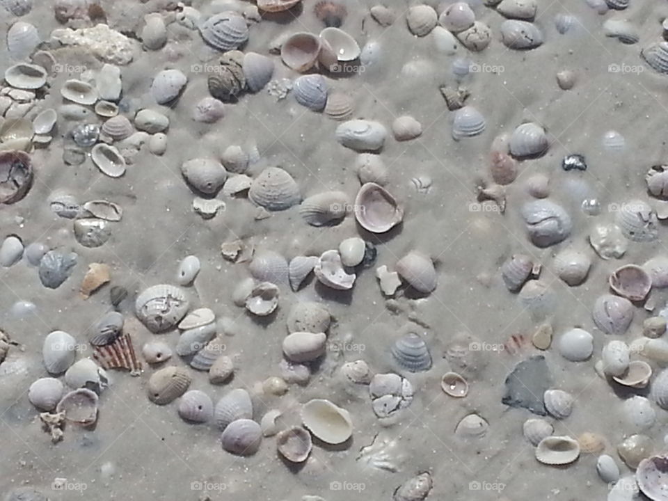 Shells at Mexico Beach
