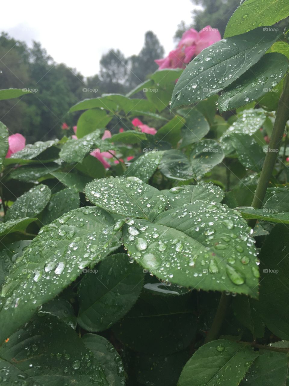 Leaf, Flora, Nature, No Person, Rain