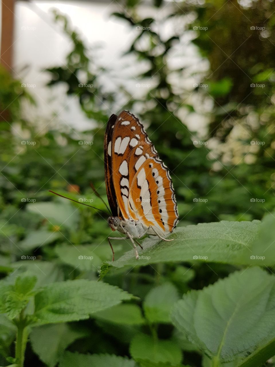 beautiful butterfly, fascinating creatures