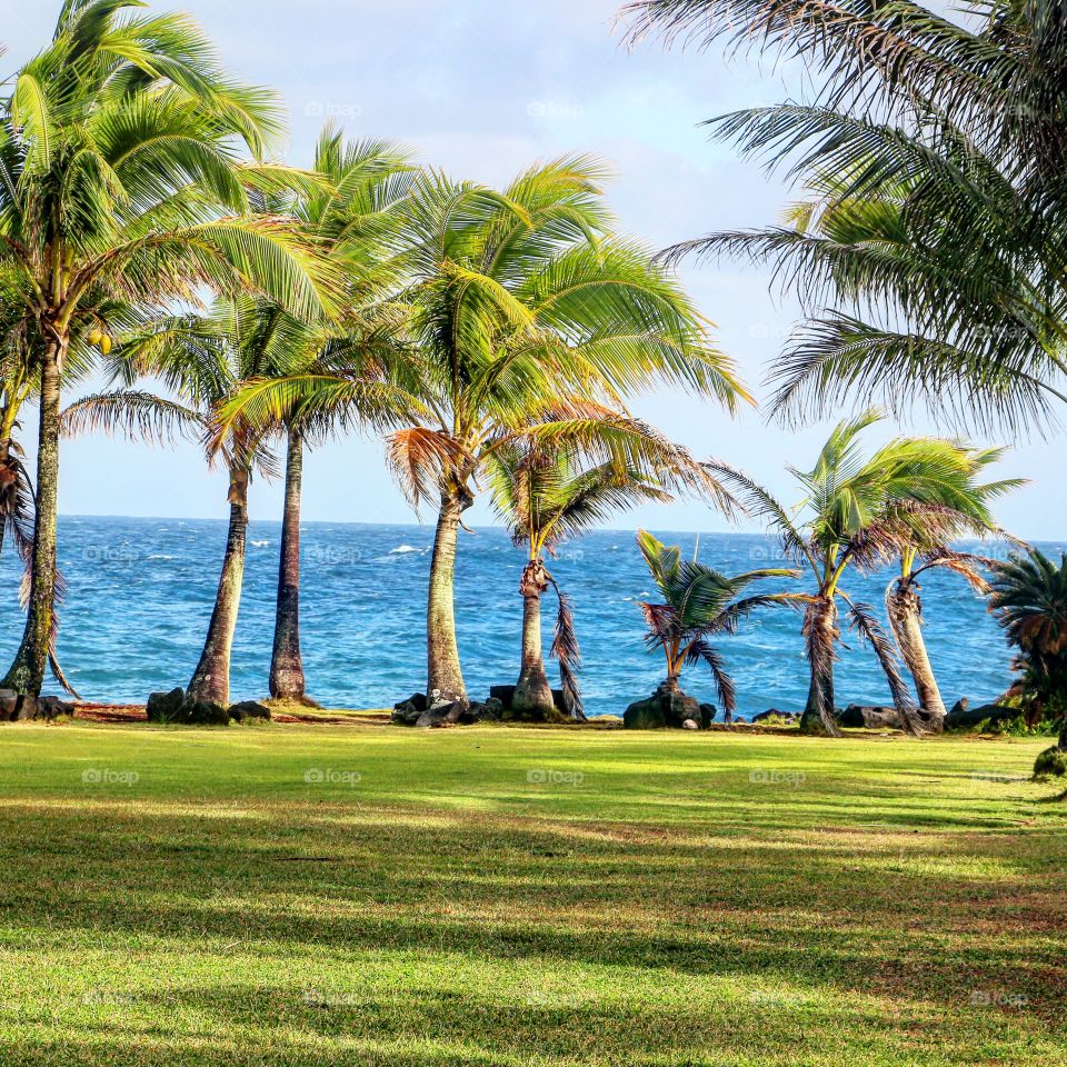 Palm trees at beach