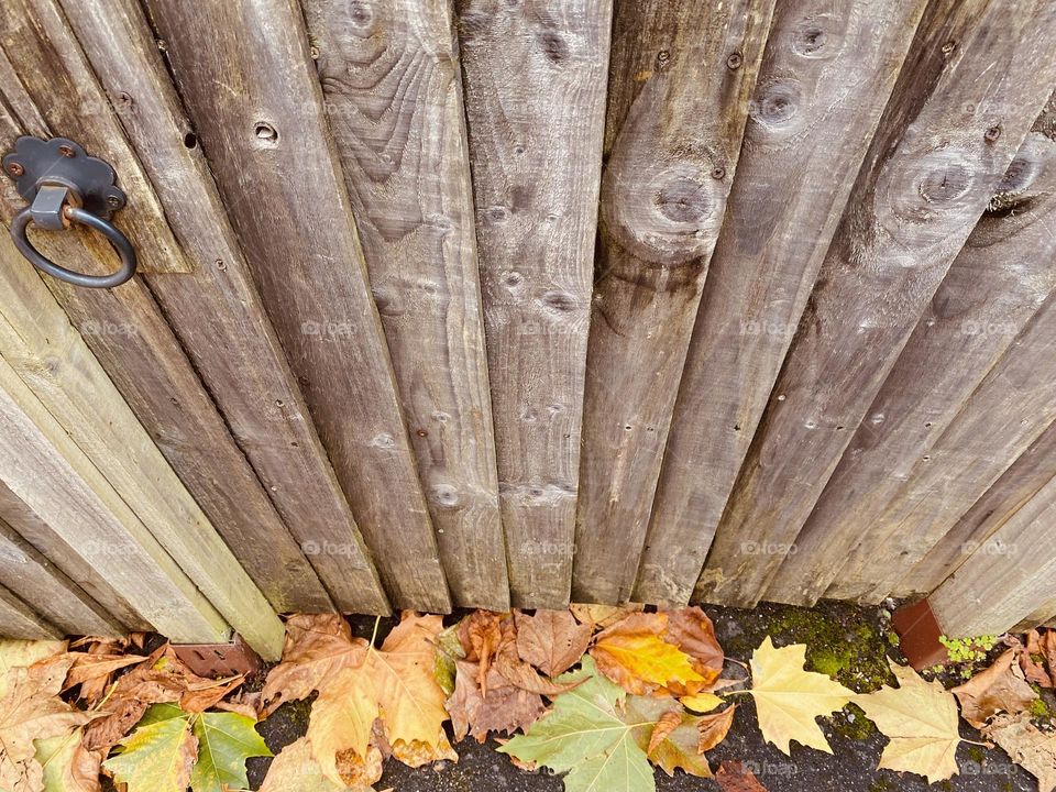 Gate with autumnal leaves