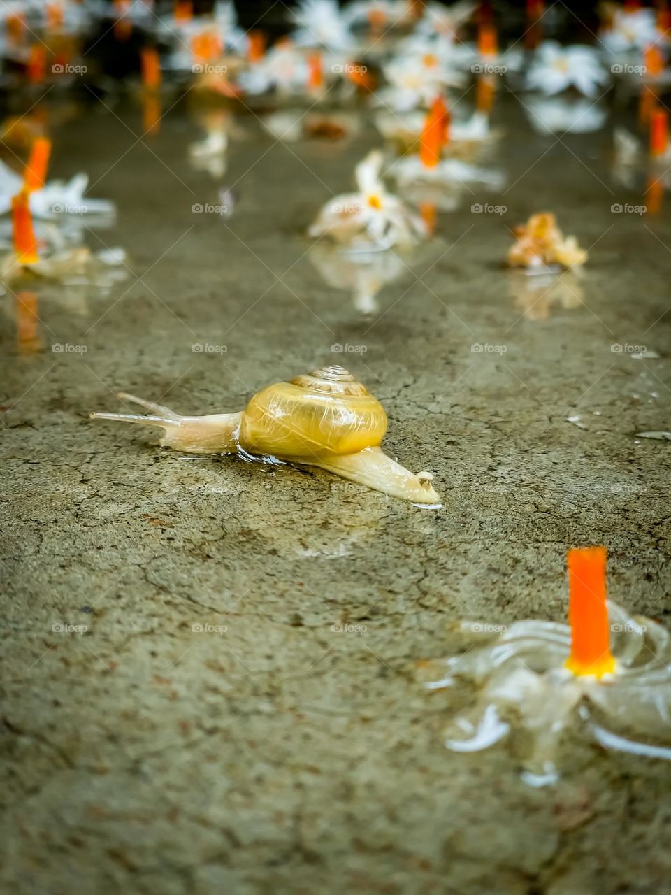 Snail having a sip of water