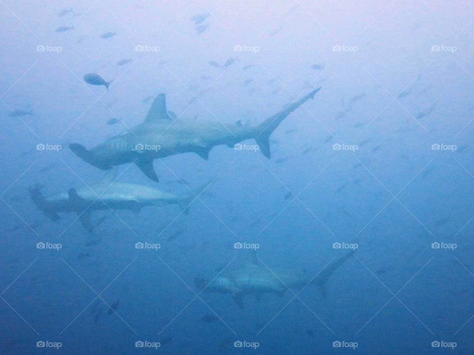 Schooling Hammerhead sharks in the Galapagos