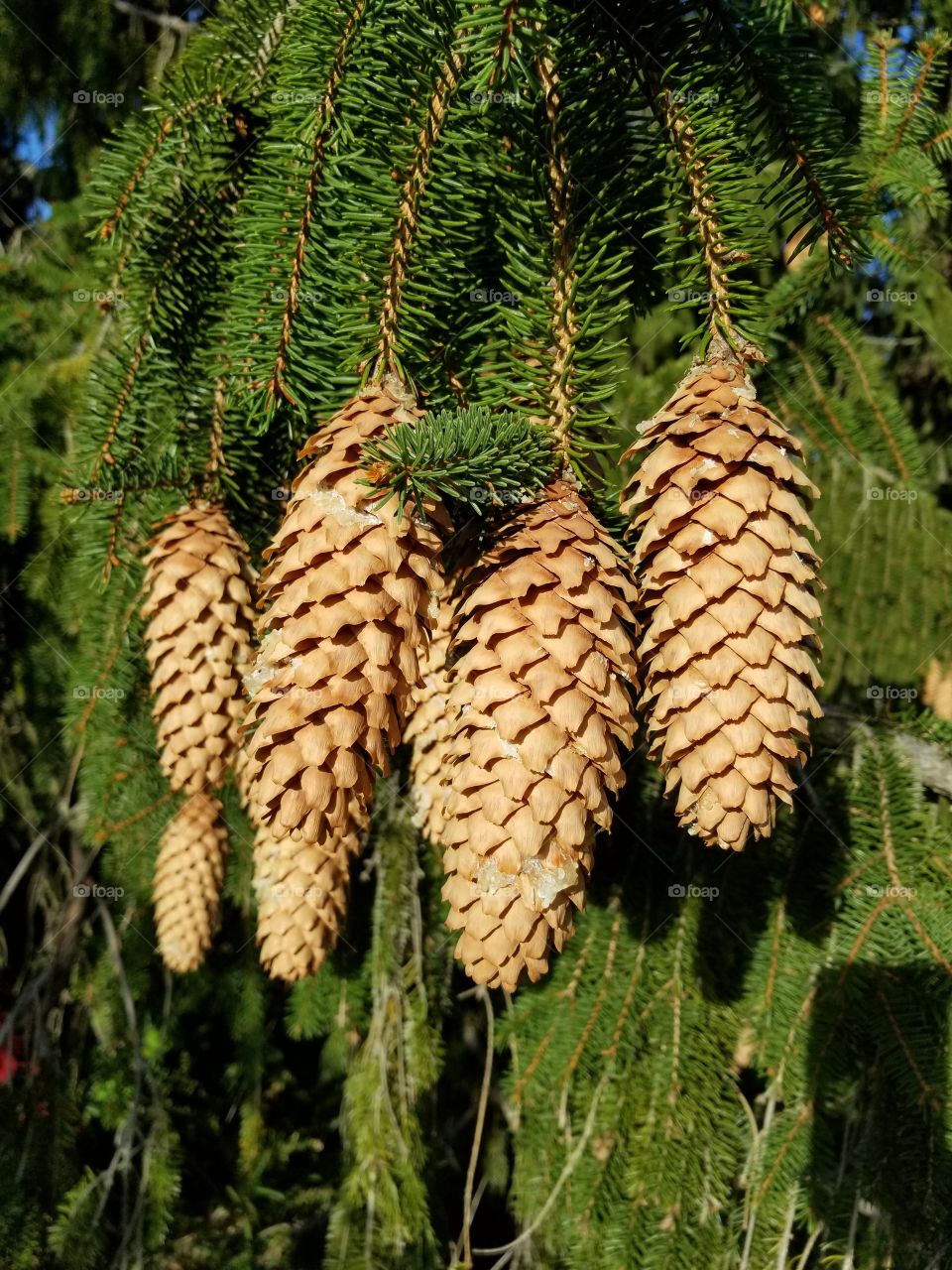 pine cones galore