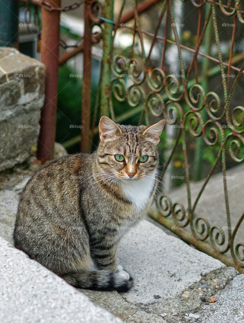 Green eyes cat