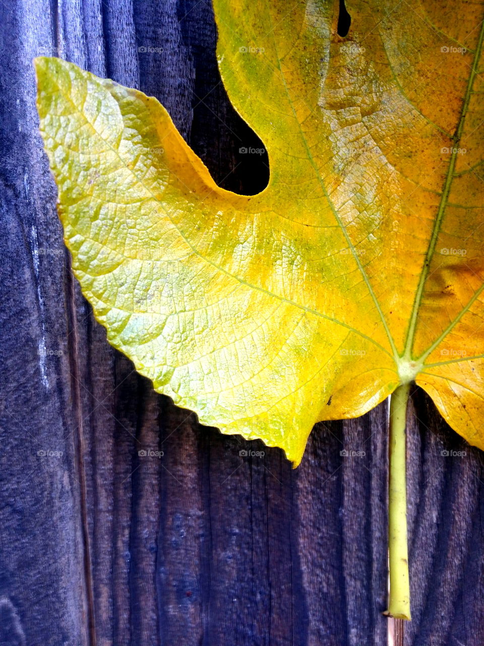 Yellow Fig Leaf