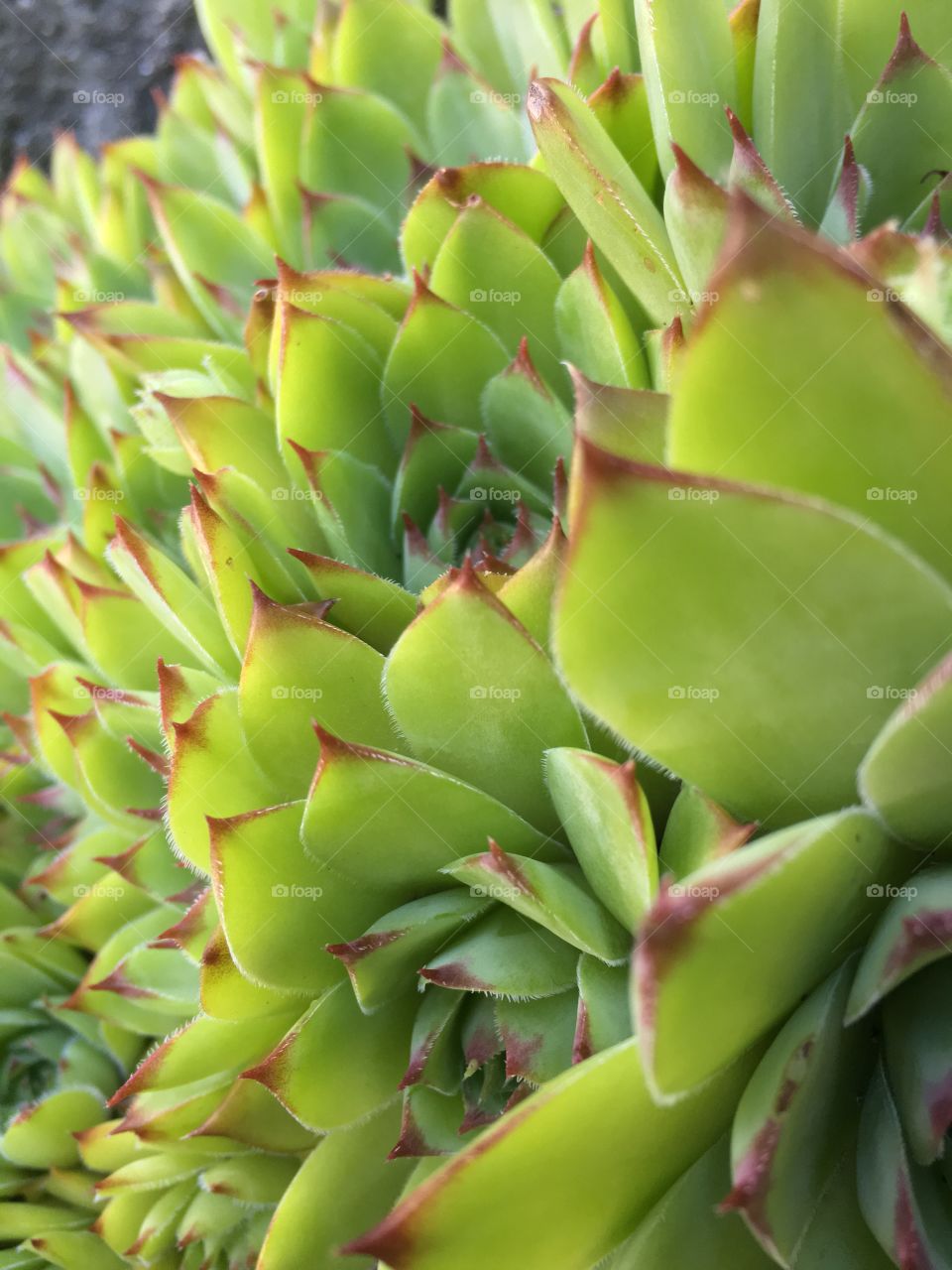 Green cacti.