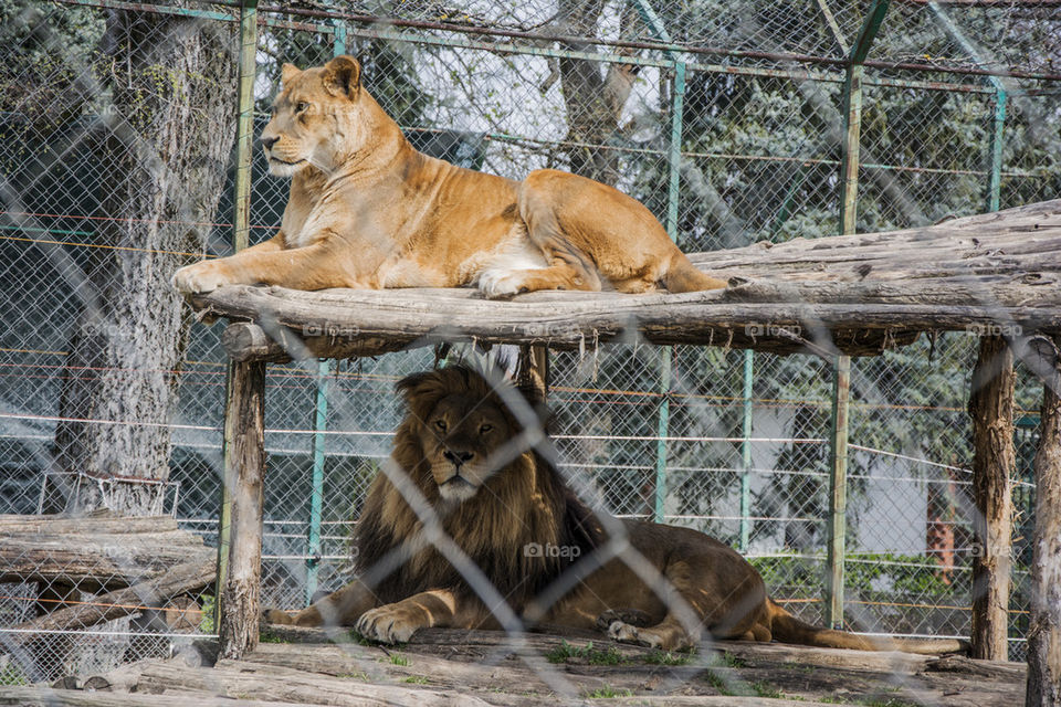 lion and lioness in zoo