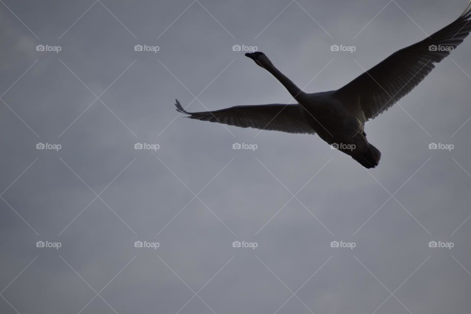 A goose silhouetted in the morning sky