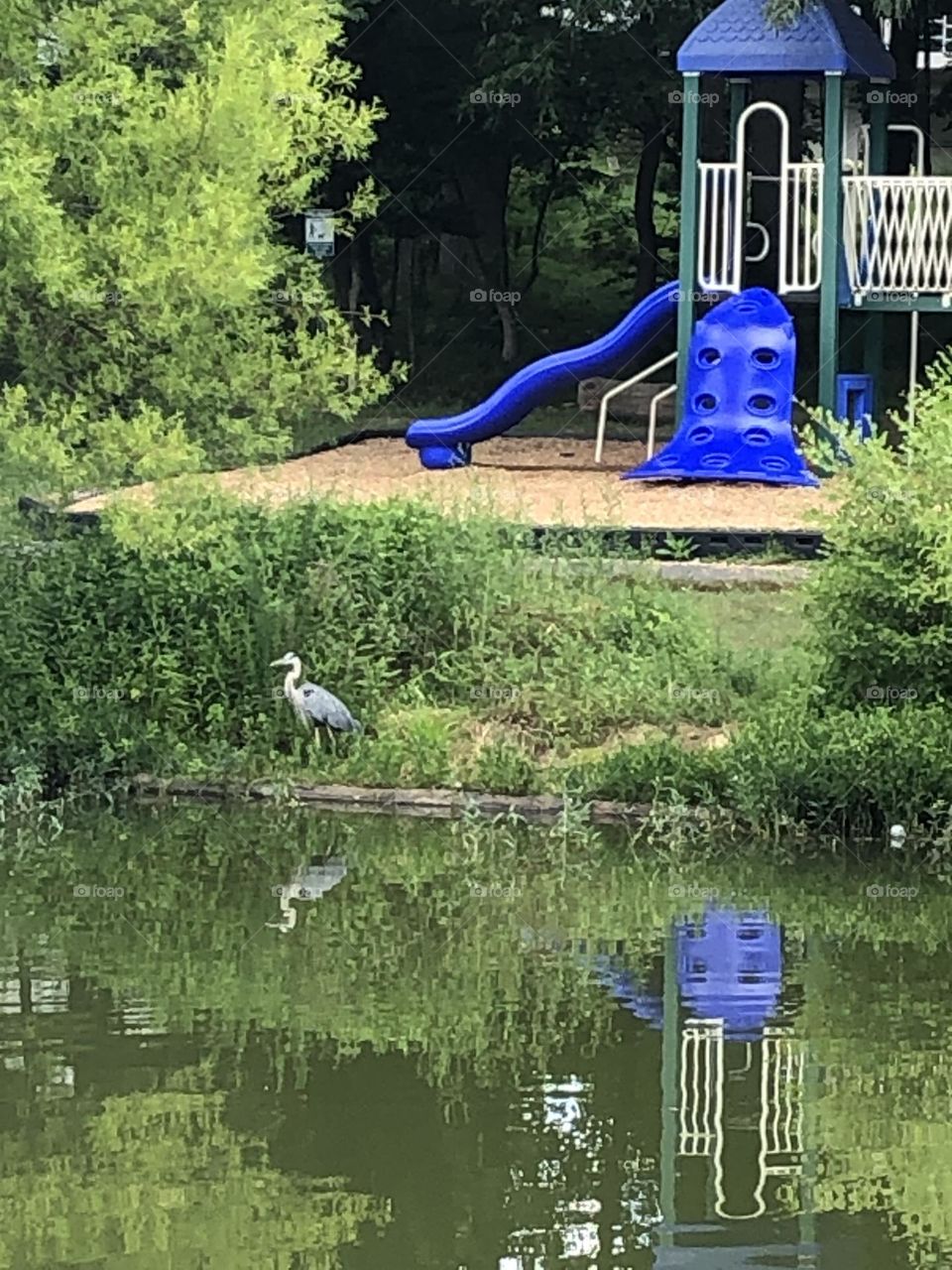 Visiting the lake in July / Lake Braddock VA 