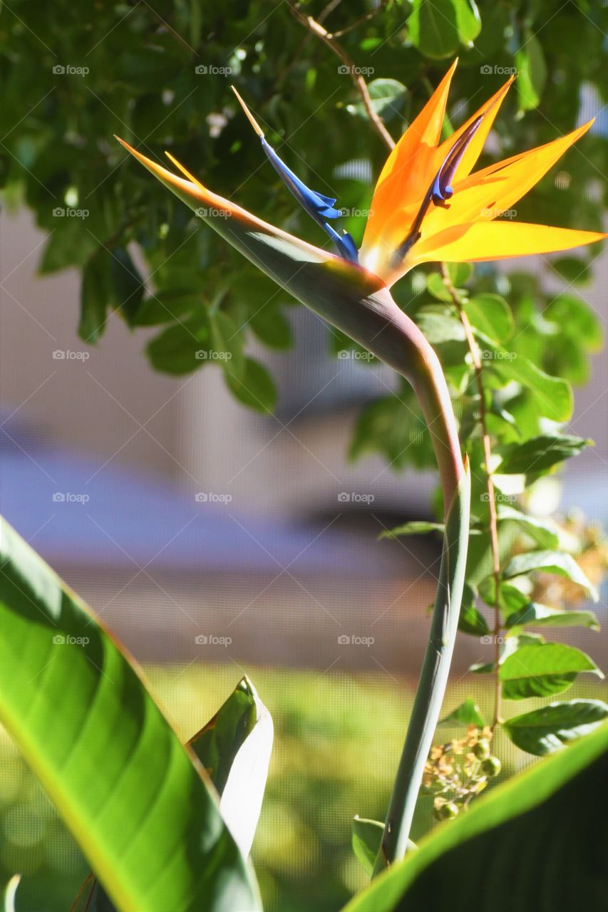 Birds of paradise flower