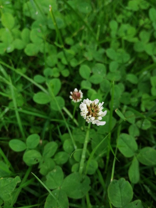 ☘️☘️☘️