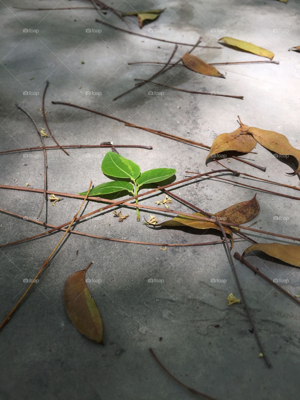 Green leaf beauty...